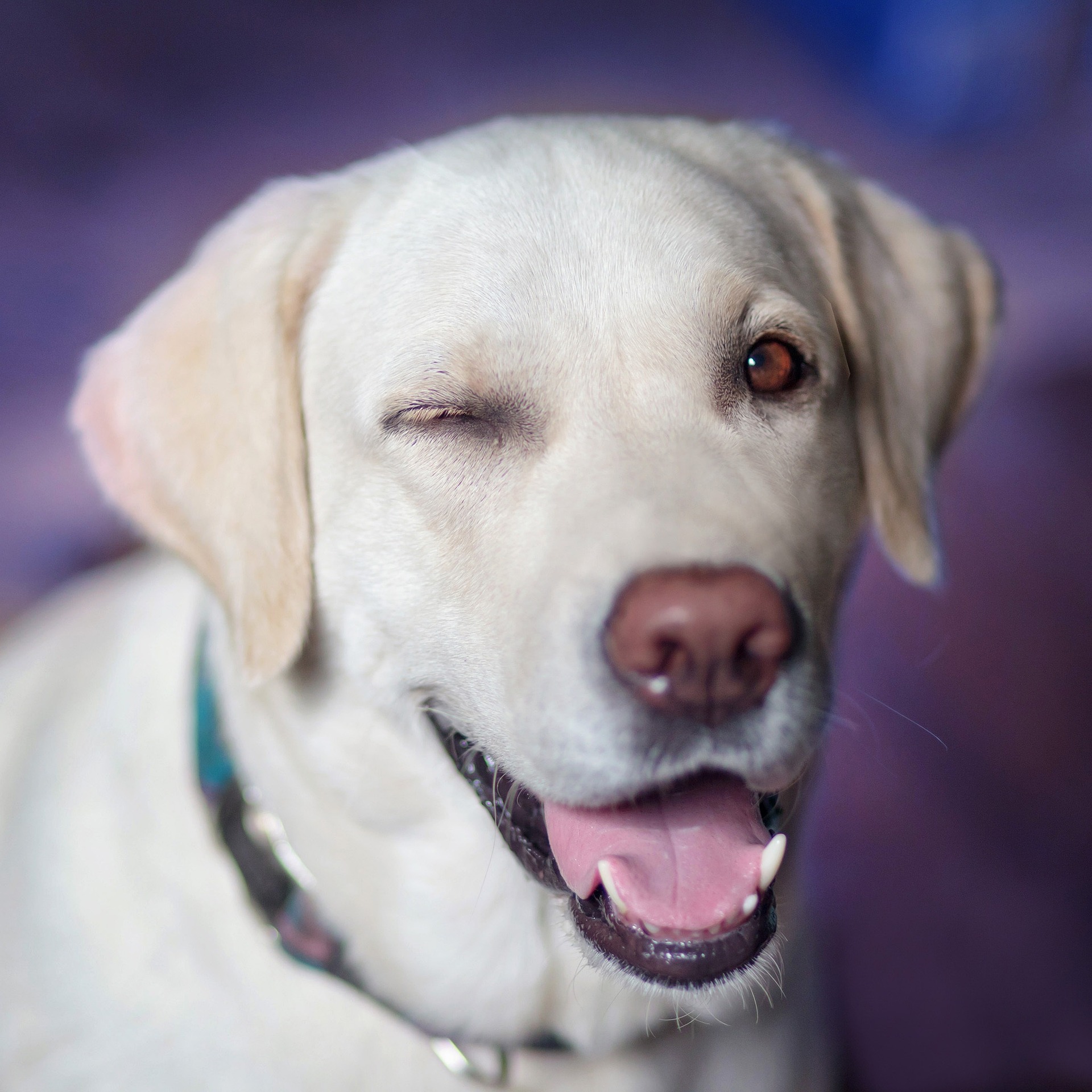 Winking dog funny profile picture for customer reviewer